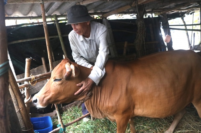 Ông Hồ Tiện chăm sóc con bò cái sinh sản được Nhà nước hỗ trợ rất kỹ và nay nó chuẩn bị đẻ cho ông một con bê con.