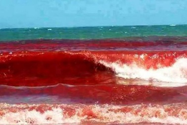 “Thủy triều đỏ” vào đề thi môn Sinh học