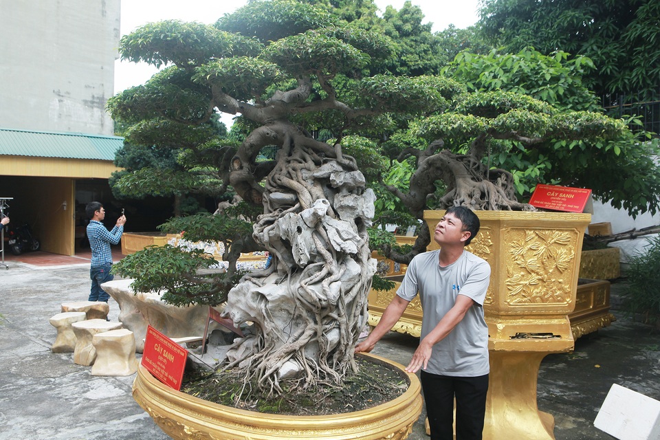 Chiêm ngưỡng cặp sanh cổ “mọc ngược” giá 10 tỷ đồng của nữ đại gia Phú Thọ - 1 Chiêm ngưỡng cặp sanh cổ “mọc ngược” giá 10 tỷ đồng của nữ đại gia Phú Thọ - 1