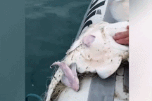 Hình ảnh hiếm thấy: Cá mập sinh con ngay trên thuyền của cảnh sát biển