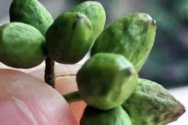 Vào rừng hái trái đắng, kiếm gần nửa triệu mỗi ngày