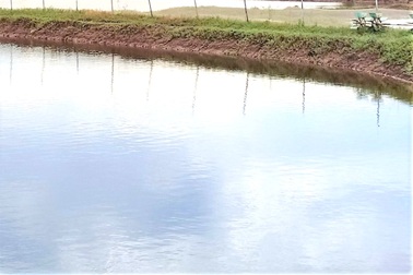 Hai cha con tử vong dưới ao tôm