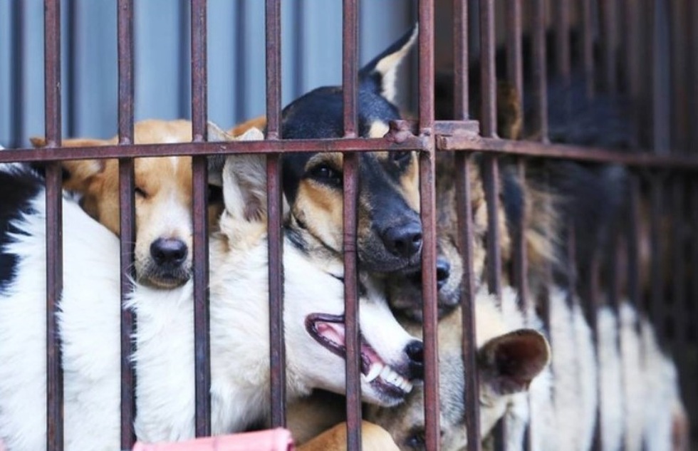 Ẩm thực cầy tơ thoái trào? - 1 Ẩm thực cầy tơ thoái trào? - 1