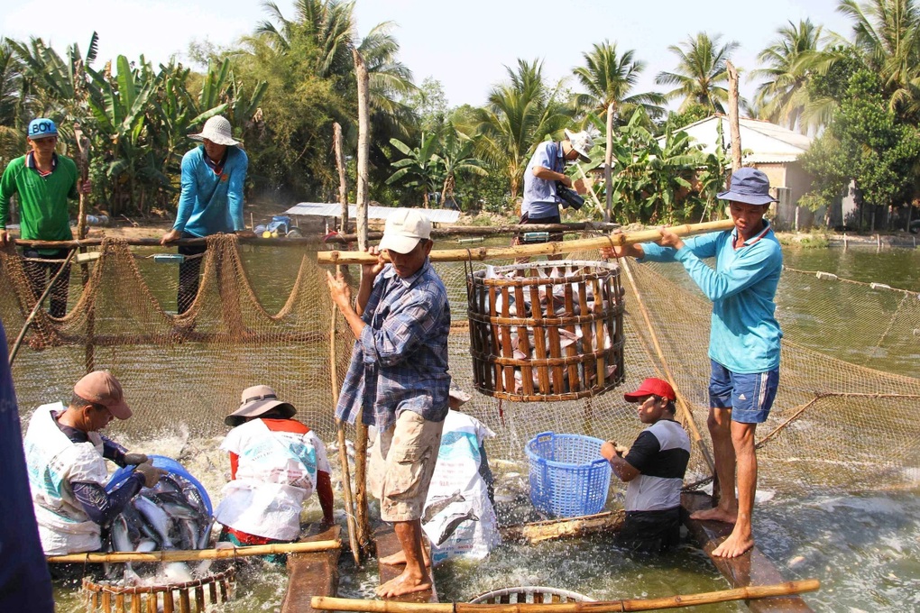 Giải pháp đưa cá tra tiến vào những thị trường khắt khe nhất - 1