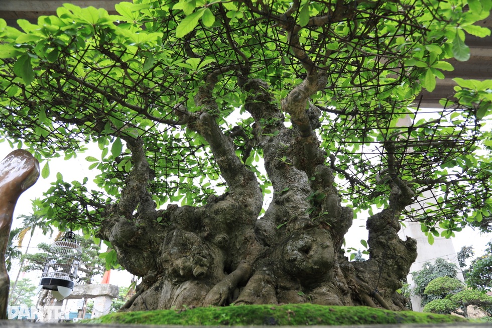 Hà Nội: Bỏ việc về làm vườn, người đàn ông sở hữu nhiều cây độc lạ - 3 Hà Nội: Bỏ việc về làm vườn, người đàn ông sở hữu nhiều cây độc lạ - 3