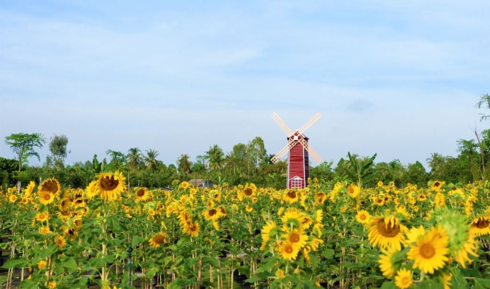 Vườn hoa hướng dương lớn nhất TP Sa Đéc mê hoặc người dân miền Tây - 2 Vườn hoa hướng dương lớn nhất TP Sa Đéc mê hoặc người dân miền Tây - 2