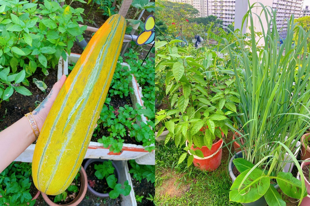 Mẹ Việt làm vườn ban công, xin đất hàng xóm trồng rau trái ở Singapore - 10 Mẹ Việt làm vườn ban công, xin đất hàng xóm trồng rau trái ở Singapore - 10