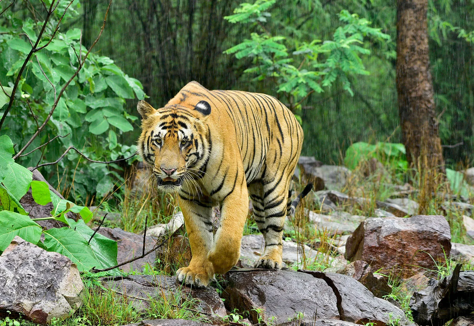Do cơ thể nặng nề, hổ không leo cây giỏi như báo hoa mai hay báo săn… (Ảnh minh họa: Brantanicca).