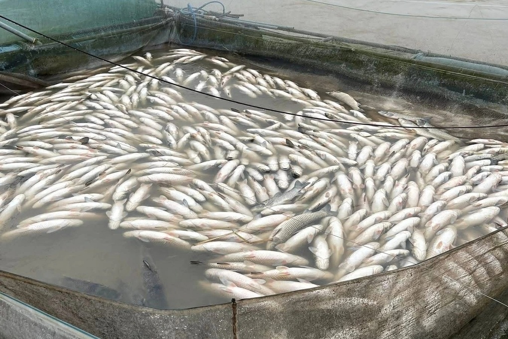 Cá chết la liệt trong lũ, nhiều hộ dân đứng trước viễn cảnh trắng tay - 2 Cá chết la liệt trong lũ, nhiều hộ dân đứng trước viễn cảnh trắng tay - 2