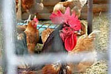 Hơn 60 triệu USD phòng chống dịch cúm