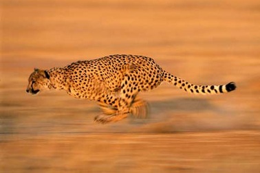 Những loài vật nhanh nhất hành tinh