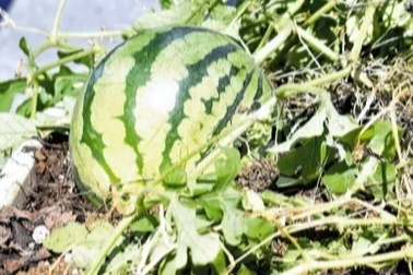 Cây dưa hấu ra quả giữa tuyến phố đông người được Nhật Bản "giải cứu"