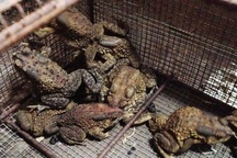 Ăn thịt cóc, bố tử vong, con gái nhập viện cấp cứu