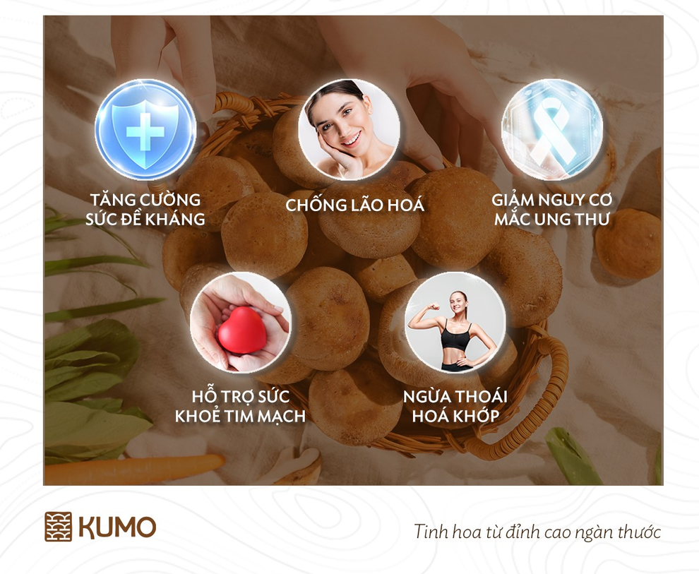 Nấm hương - những điều có thể bạn chưa biết - 1 Nấm hương - những điều có thể bạn chưa biết - 1