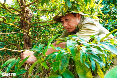 Làng mai hơn nửa thế kỷ lo sốt vó vì hàng Tết tiêu thụ chậm