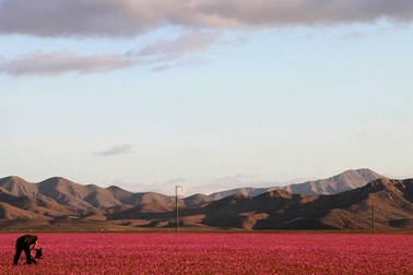 Mưa biến hoang mạc ở Chi-lê thành thiên đường hoa