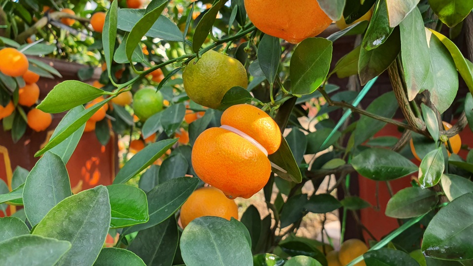 Quất hồ lô siêu “độc”, mới thử nghiệm đã bán cả nghìn cây - 1 Quất hồ lô siêu “độc”, mới thử nghiệm đã bán cả nghìn cây - 1