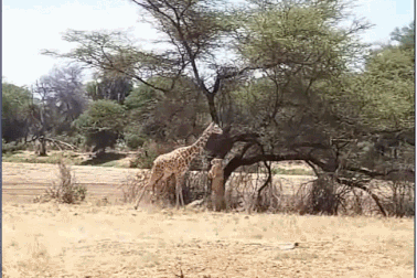 Choáng với đòn quật ngã hươu cao cổ trong nháy mắt của sư tử