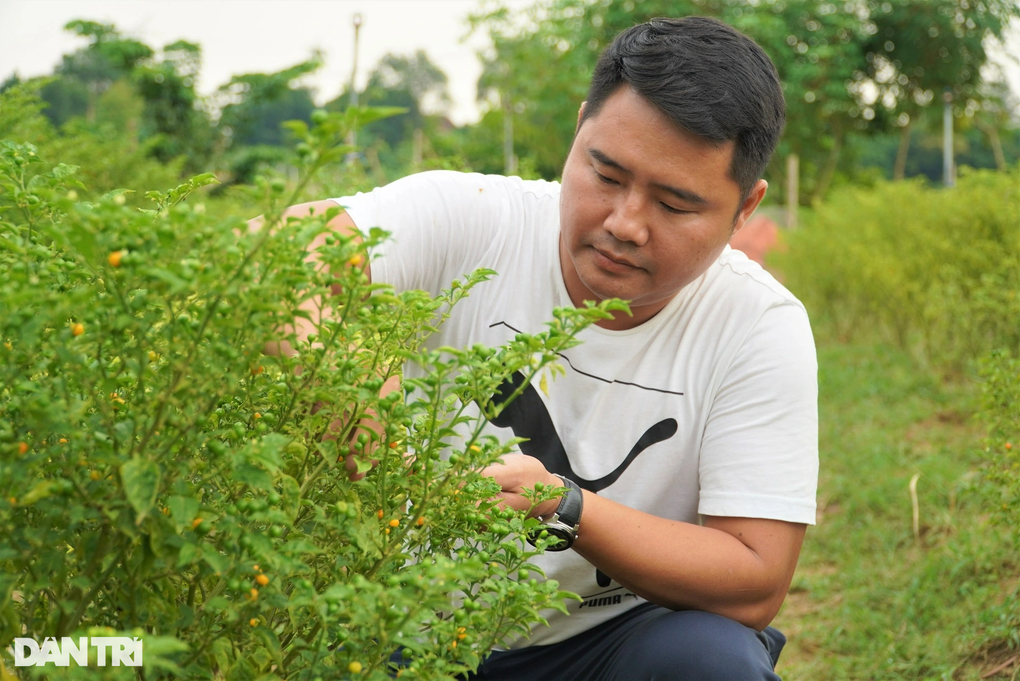 Trồng loại ớt đắt nhất thế giới, ôm lãi hàng trăm triệu đồng - 1 Trồng loại ớt đắt nhất thế giới, ôm lãi hàng trăm triệu đồng - 1