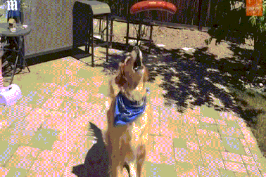 Chú chó vụng về nhất thế giới, chưa bao giờ bắt nổi đồ ăn