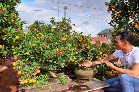 Quất phố Hội “ngược ngàn” lên Cao nguyên đón xuân