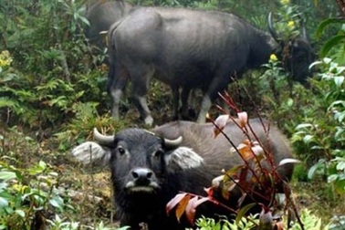 Độc đáo những cuộc săn trâu trong rừng