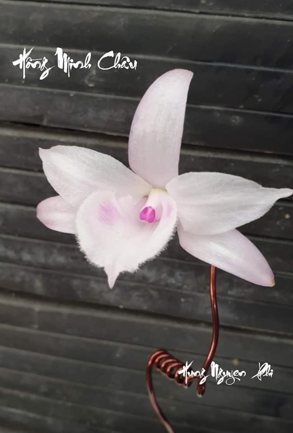 Nghệ nhân hoa lan chia sẻ bí quyết chăm sóc lan khi ra hoa - 4