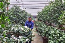 Trồng loại cây khó tính, nông dân thu trăm triệu mỗi năm