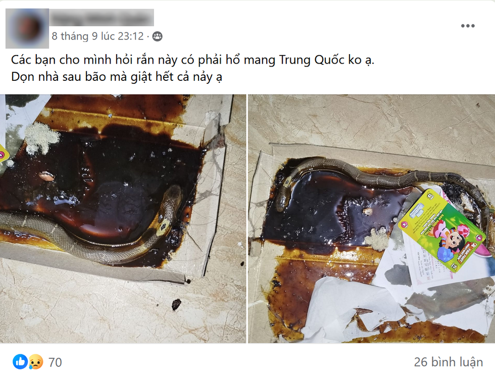 Cảnh giác tình trạng rắn độc theo dòng nước lũ bơi vào nhà - 2 Cảnh giác tình trạng rắn độc theo dòng nước lũ bơi vào nhà - 2