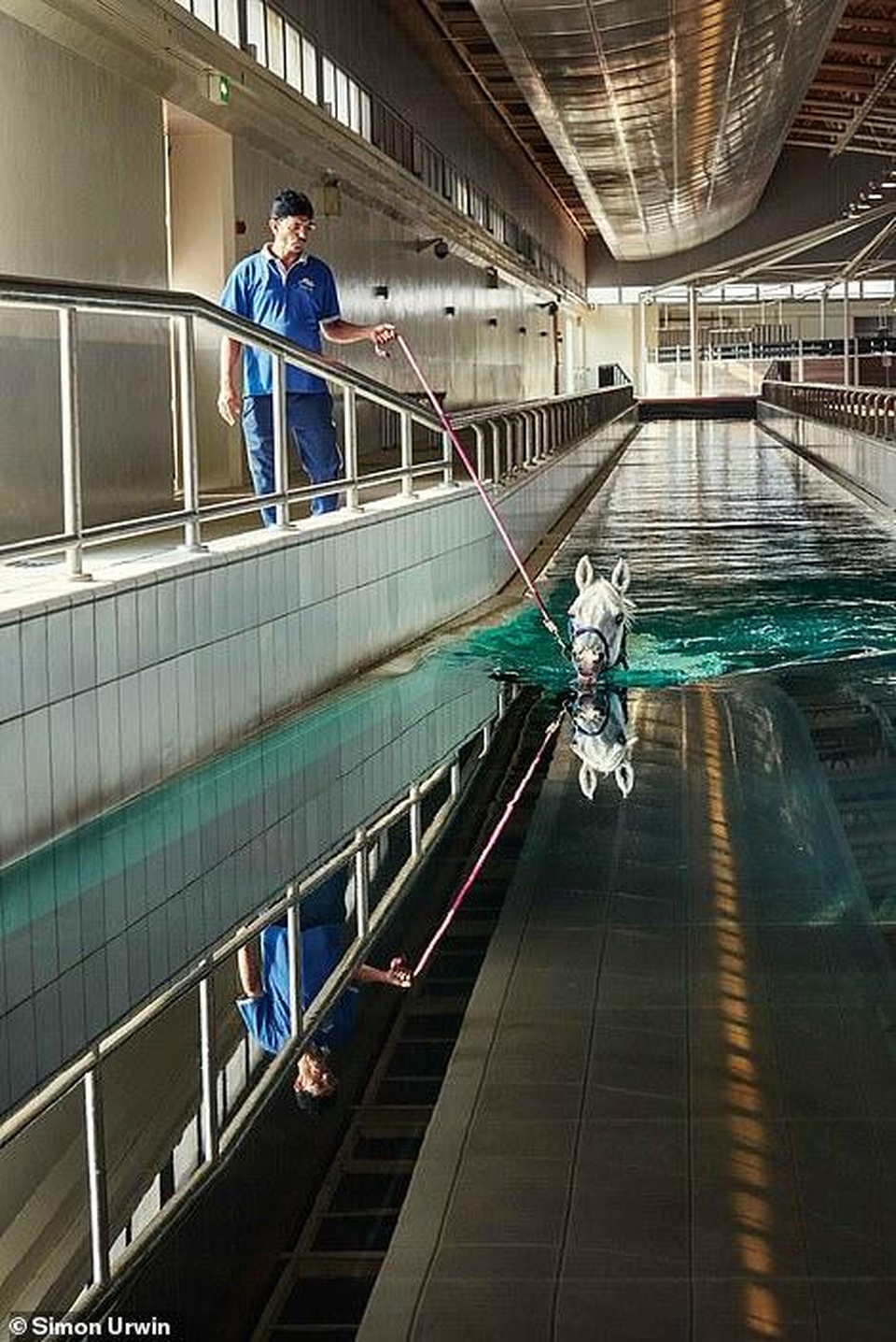 Khách sạn 5 sao dành cho ngựa: Ăn cỏ nhập khẩu, tắm bồn nước nóng - 4 Khách sạn 5 sao dành cho ngựa: Ăn cỏ nhập khẩu, tắm bồn nước nóng - 4