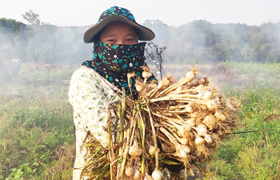 Trồng cây bản địa, nông dân xã miền thượng có nguồn thu cả tỷ đồng - 2 Trồng cây bản địa, nông dân xã miền thượng có nguồn thu cả tỷ đồng - 2
