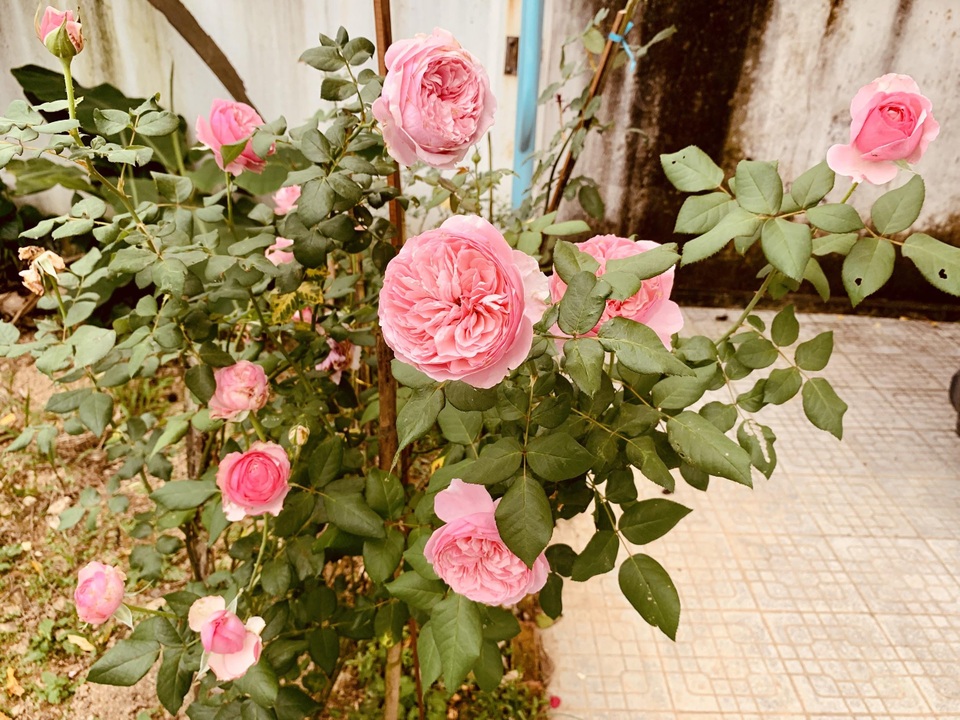 Bất ngờ với căn nhà cổ trăm tuổi đẹp hiếm có của cặp vợ chồng người Huế - 10 Bất ngờ với căn nhà cổ trăm tuổi đẹp hiếm có của cặp vợ chồng người Huế - 10