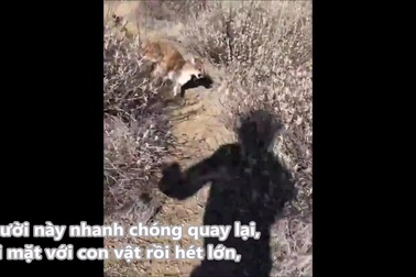 Khoảnh khắc báo sư tử bất ngờ lao ra, dự định tấn công người đi bộ