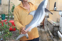 Lại câu được cá mập “nhí” trên biển Quy Nhơn