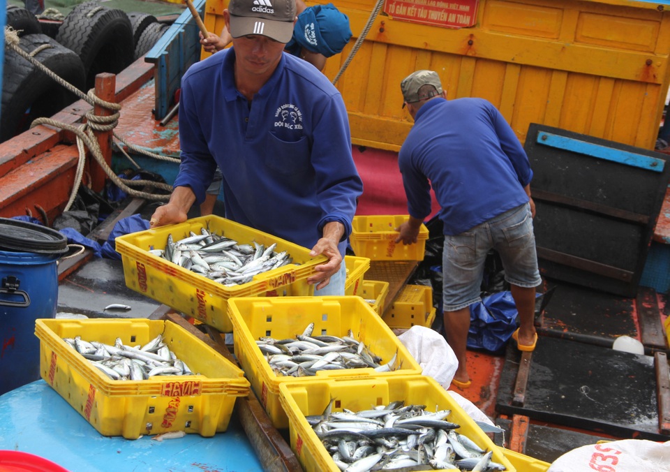 Phú Yên: Cá nục “tươi rói” cập cảng đem lại thu nhập cao cho ngư dân - 5