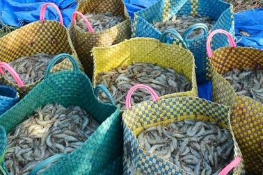 Xuất khẩu tôm sang Trung Quốc sẽ tăng mạnh