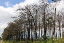 Rừng thông bị triệt hạ, Lâm Đồng yêu cầu tạm đình chỉ 2 chủ tịch xã