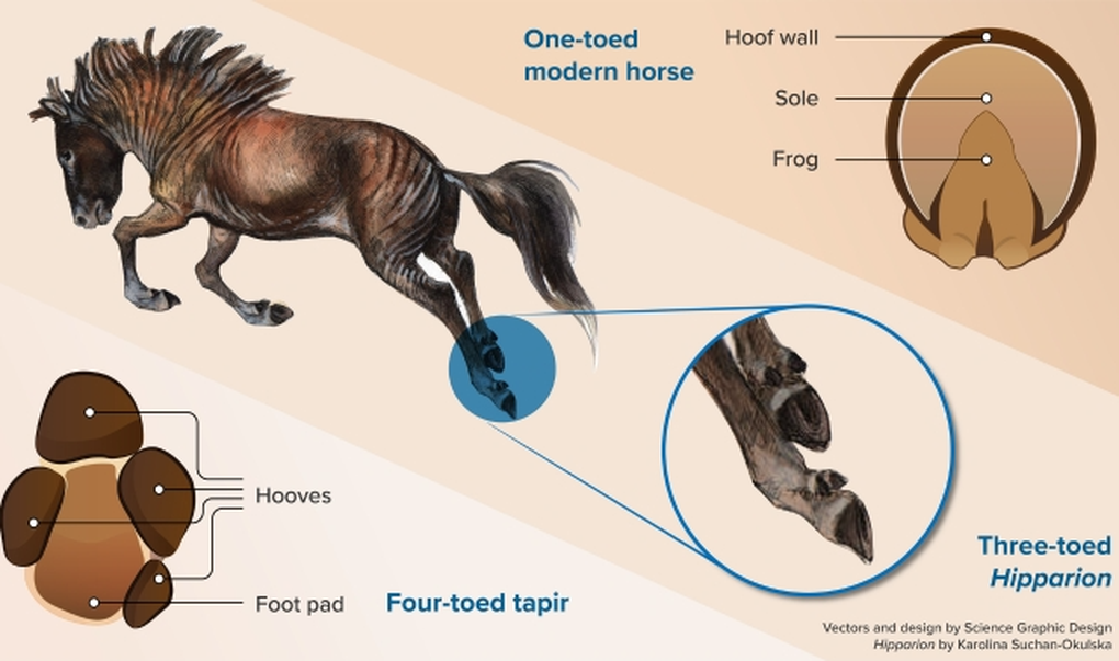 Ngựa từng có 4 ngón chân, tại sao chúng biến mất? - 2