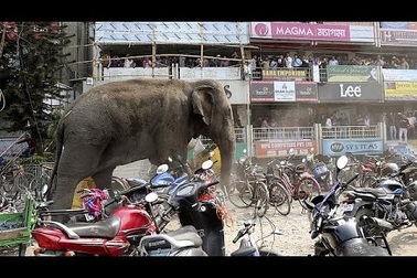 Voi nổi điên tại Ấn Độ