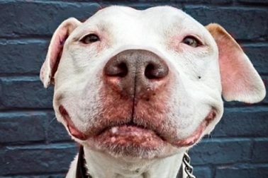 Chú chó không thể ngừng cười ở Mỹ