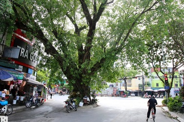 Điểm danh những cây cổ thụ mọc giữa đường lớn ở Hà Nội