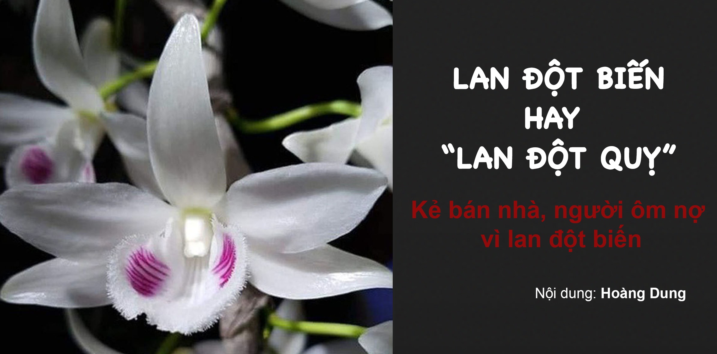 Lan đột biến hay "lan đột quỵ" mà khiến kẻ bán nhà, người ôm nợ?