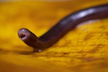 Thực hư loài rắn tại Việt Nam bé bằng cây đũa nhưng có nọc độc chết người?