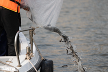 Hàng trăm nghìn cá, tôm, cua được thả xuống sông Sài Gòn