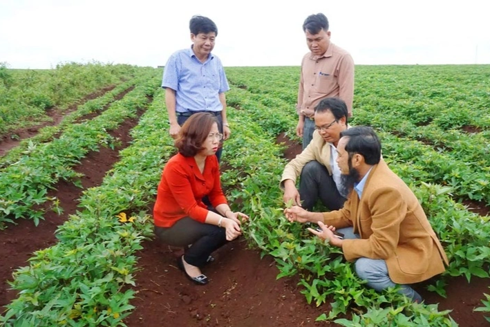 Lão nông thu tiền tỷ mỗi năm với đặc sản khoai vàng trái vụ - 1 Lão nông thu tiền tỷ mỗi năm với đặc sản khoai vàng trái vụ - 1