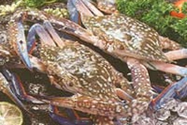 Kiểm tra ghẹ, tôm, cá tra trước khi xuất sang Mỹ