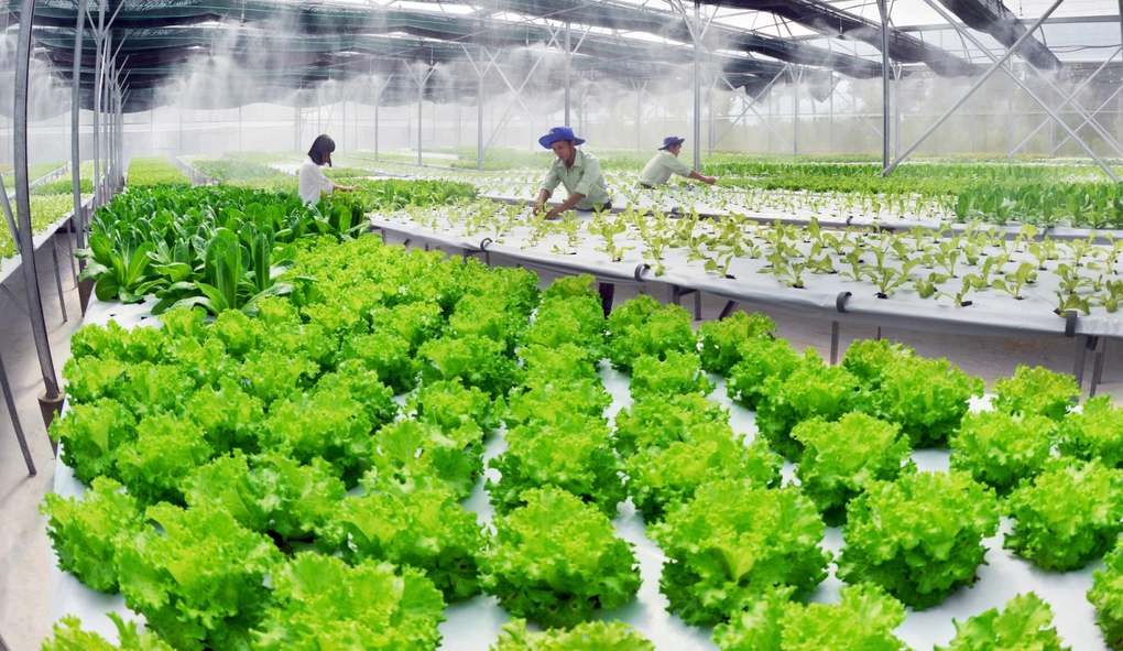 Sếp ngân hàng ngoại nói về ngành hái ra tiền của Việt Nam - 2 Sếp ngân hàng ngoại nói về ngành hái ra tiền của Việt Nam - 2