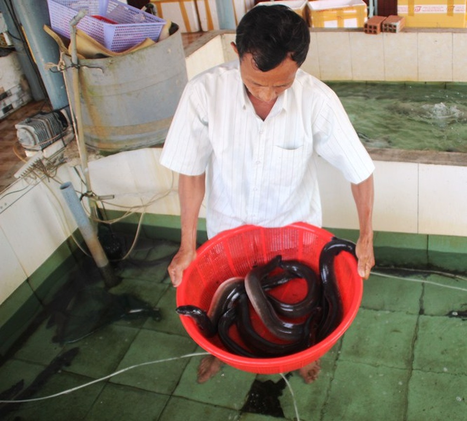 Lão ngư đất võ Bình Định đổi đời nhờ nuôi loài cá “tiến vua” - 3 Lão ngư đất võ Bình Định đổi đời nhờ nuôi loài cá “tiến vua” - 3