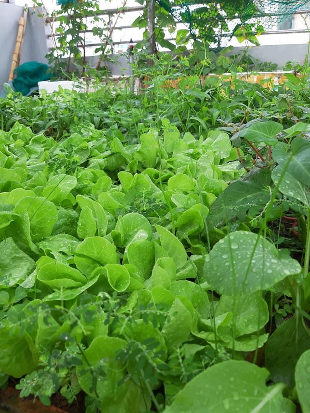 Có siêu thị mini sân thượng, gia đình không phải lo rau, củ giữa mùa dịch - 8