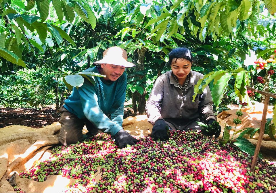 Gia Lai: Nông dân tất bật vào vụ thu hoạch cà phê - 2 Gia Lai: Nông dân tất bật vào vụ thu hoạch cà phê - 2